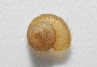 異脈東洋蝸藏品圖，第2張