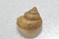 異脈東洋蝸藏品圖，第3張