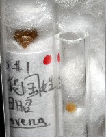 異脈東洋蝸藏品圖，第4張