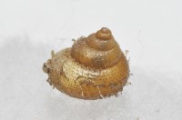 張氏東洋蝸藏品圖，第4張