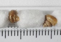 張氏東洋蝸藏品圖，第2張