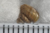 張氏東洋蝸藏品圖，第3張