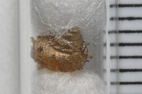 張氏東洋蝸藏品圖，第4張