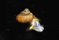 倍葉東洋蝸藏品圖，第4張