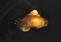 飯匙東洋蝸藏品圖，第4張