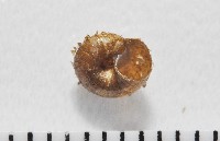 飯匙東洋蝸藏品圖，第2張