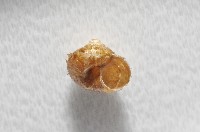 飯匙東洋蝸藏品圖，第3張