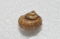 飯匙東洋蝸藏品圖，第4張