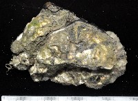 大牡蠣(葡萄牙牡蠣)藏品圖，第1張