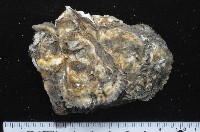 大牡蠣(葡萄牙牡蠣)藏品圖，第3張