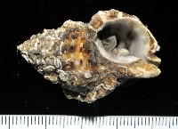 美珠翼法螺藏品圖，第4張