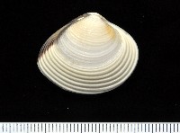 皺肋文蛤藏品圖，第1張