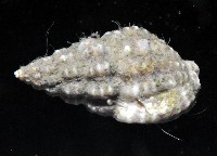 粗紋織紋螺藏品圖，第2張