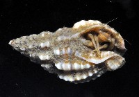 粗紋織紋螺藏品圖，第4張