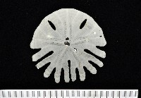 裂片海膽(裂片海錢)藏品圖，第1張