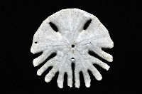 裂片海膽(裂片海錢)藏品圖，第2張