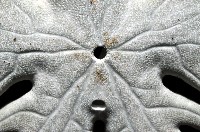 裂片海膽(裂片海錢)藏品圖，第4張