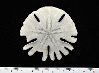 裂片海膽(裂片海錢)藏品圖，第5張
