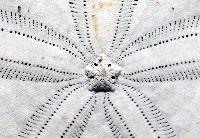 裂片海膽(裂片海錢)藏品圖，第7張