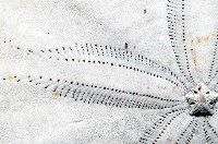 裂片海膽(裂片海錢)藏品圖，第8張