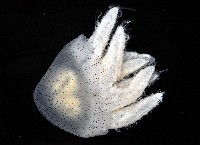 端鞭水母藏品圖，第2張