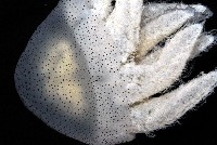 端鞭水母藏品圖，第3張