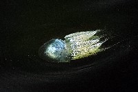 端鞭水母藏品圖，第4張
