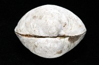 無齒滿月蛤藏品圖，第3張