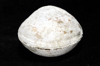 無齒滿月蛤藏品圖，第4張