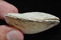 波紋櫻蛤藏品圖，第3張