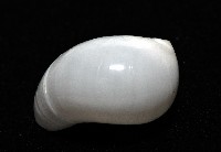 白玉螺藏品圖，第4張