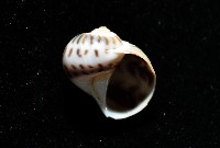 小灰玉螺藏品圖，第3張