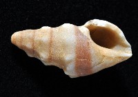 登錄號:007327-00025藏品圖，第3張