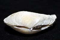 波紋櫻蛤藏品圖，第3張