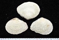 波紋櫻蛤藏品圖，第4張