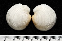 未知種無齒蛤藏品圖，第2張