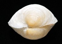 未知種無齒蛤藏品圖，第3張