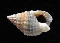 果粒織紋螺藏品圖，第2張