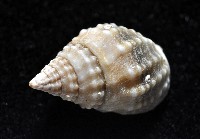 果粒織紋螺藏品圖，第4張