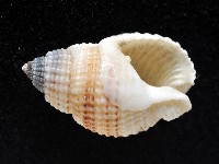 黑頂織紋螺藏品圖，第4張