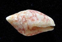 麥螺藏品圖，第2張