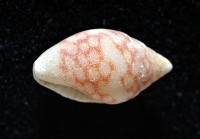麥螺藏品圖，第3張