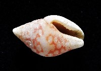 麥螺藏品圖，第4張