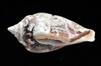 黑嘴鳳凰螺藏品圖，第3張