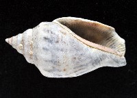 黑嘴鳳凰螺藏品圖，第4張