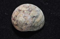 金口鐘螺藏品圖，第3張