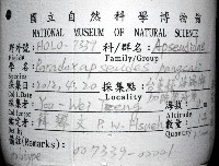 邦查奇異鞭尾蟲(新種)藏品圖，第1張