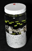 邦查奇異鞭尾蟲(新種)藏品圖，第2張