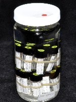 邦查奇異鞭尾蟲(新種)藏品圖，第3張