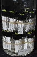 邦查奇異鞭尾蟲(新種)藏品圖，第4張